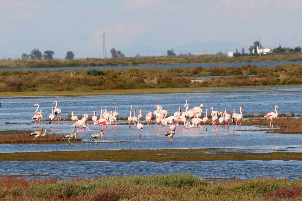 Flamingokolonie im Ebro-Delta. © Kurt Menter | Essen